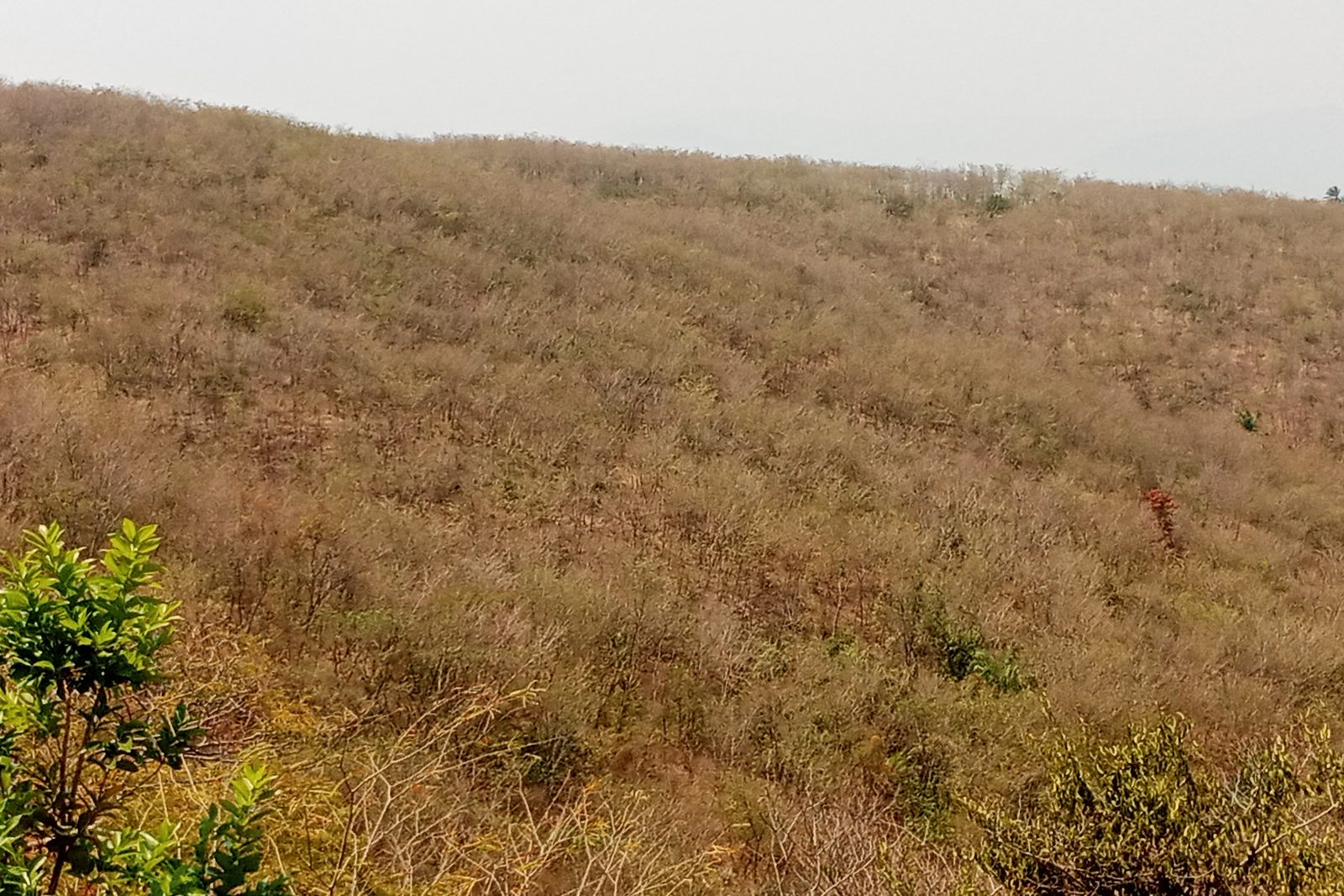 Paysage de collines de la réserve de Nkayamba à Rumonge, illustrant les milieux naturels étudiés au Burundi