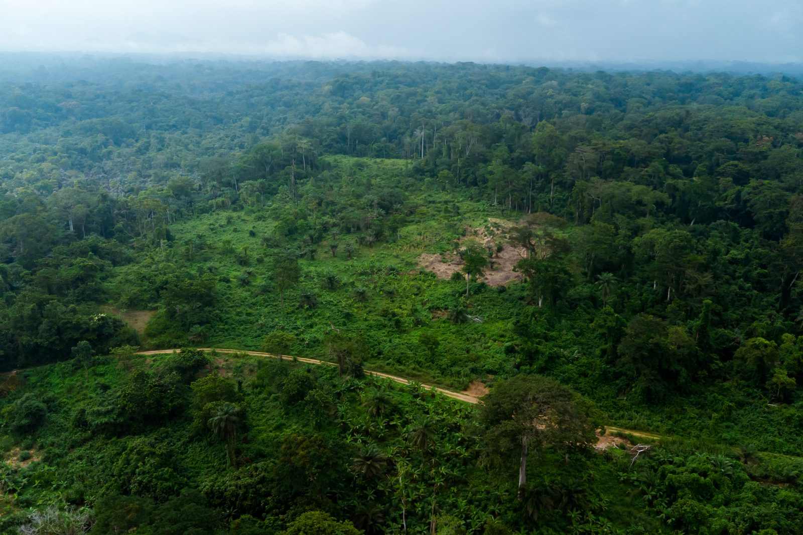 Vue aérienne de la forêt tropicale près de Yabassi, illustrant les milieux forestiers étudiés au Cameroun