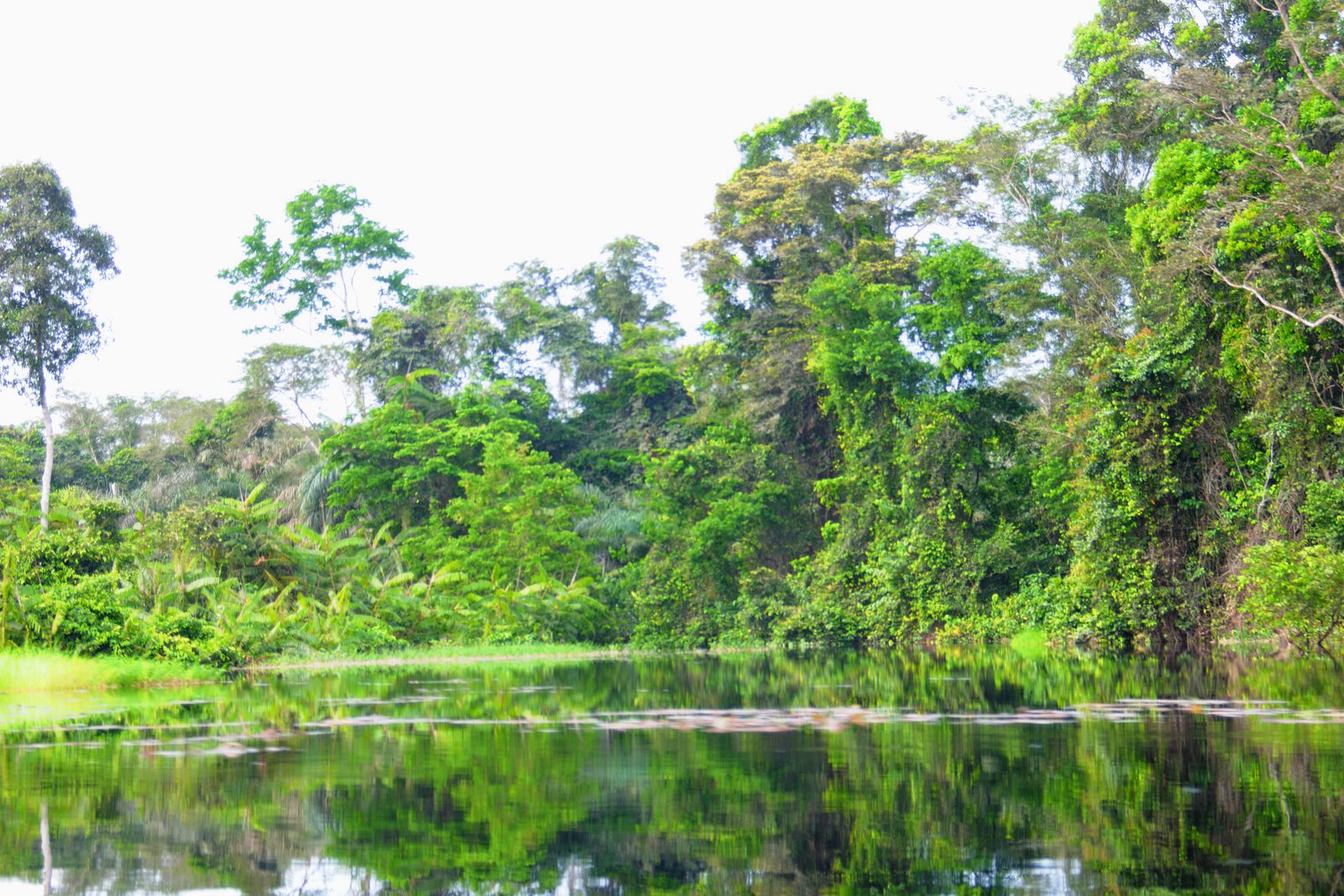 Forêt tropicale le long de la rivière Likouala-aux-Herbes, illustrant les milieux forestiers étudiés au Congo