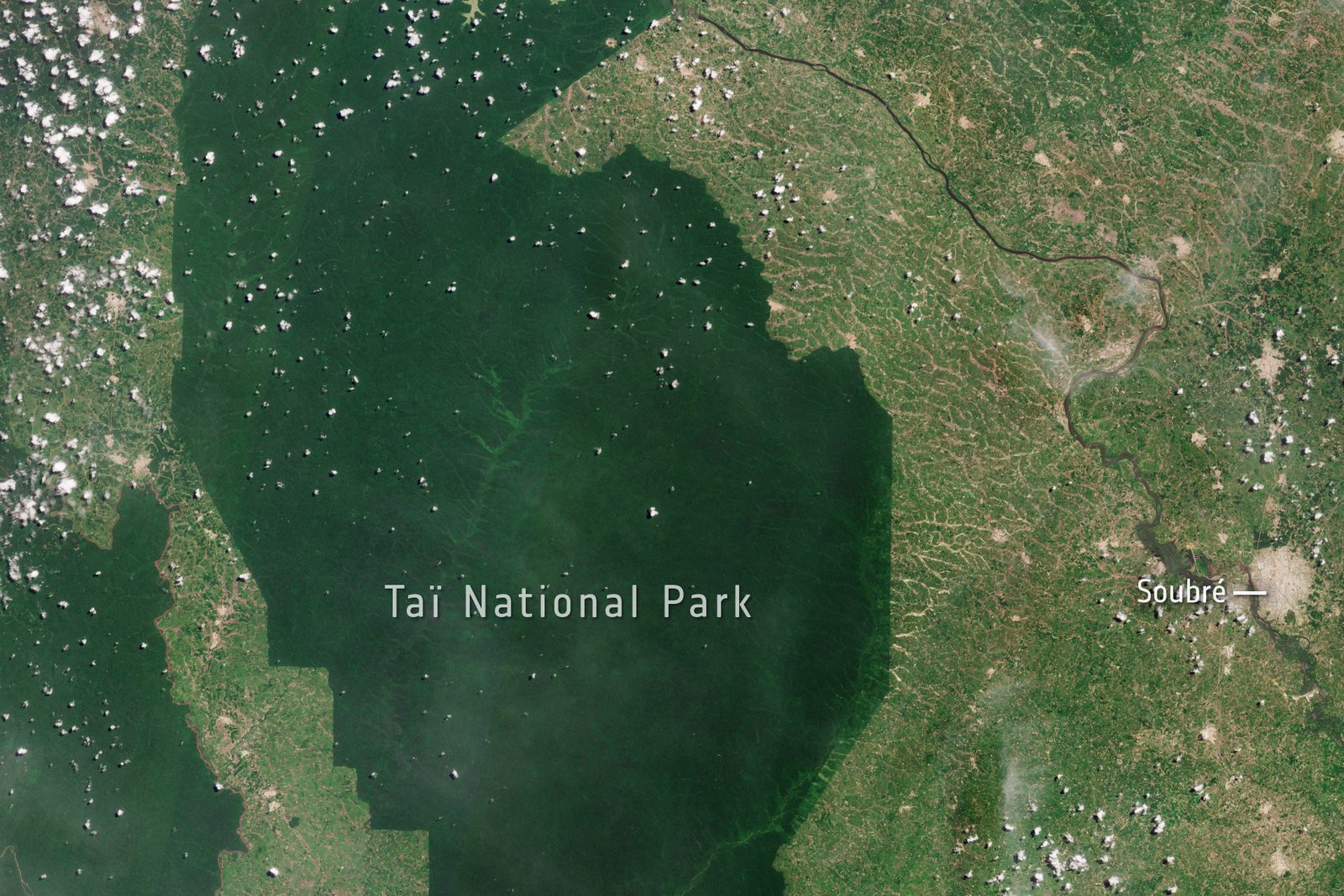 Image satellite du parc national de Taï, illustrant la limite entre forêt primaire et zones défrichées en Côte d'Ivoire