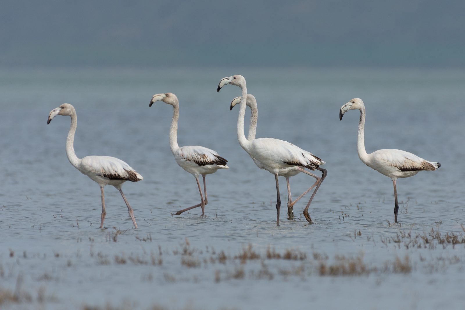 Flamants roses au parc national de l'Ichkeul, zone humide emblématique étudiée lors de nos missions en Tunisie